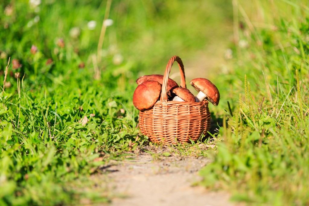 Basket of mushrooms in green forest