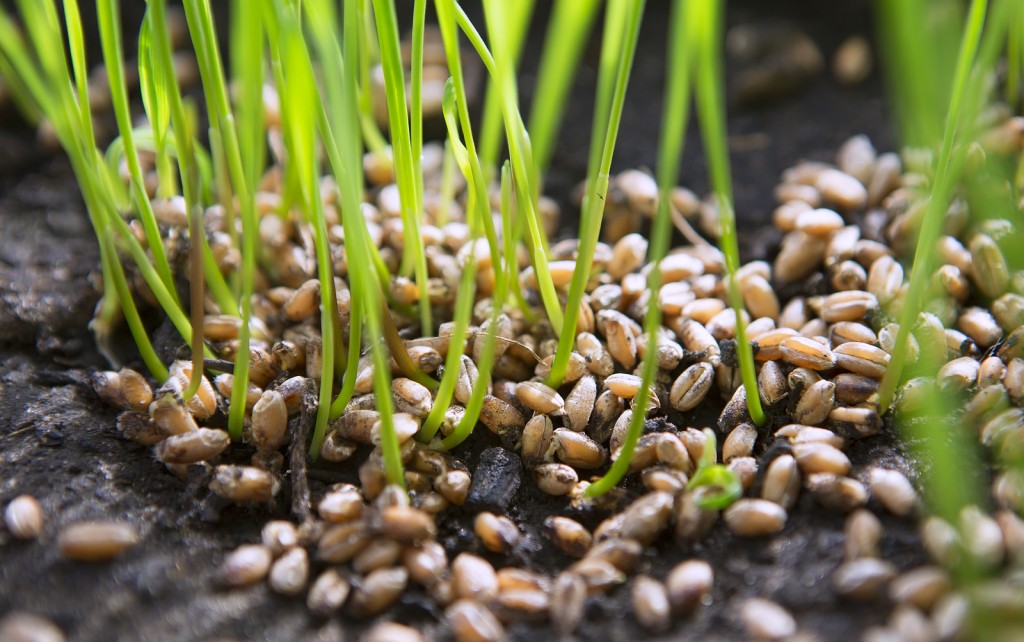 Wheat Green Sprouts, A Raw Food Diet, Growing